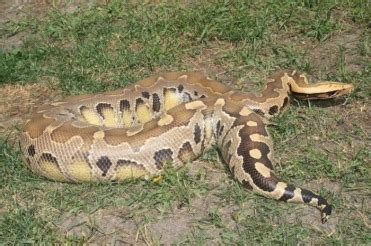 Afbeeldingsresultaten voor Borneo Short Tail Python