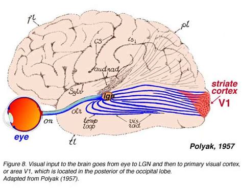 Image result for Columnar Organization of Primary Visual Cortex