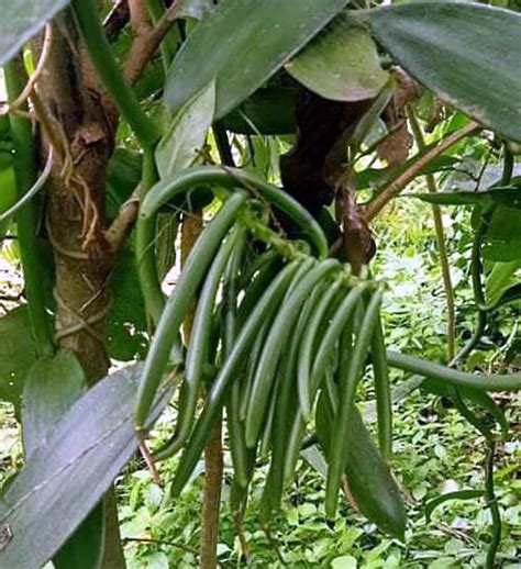 Image result for Growing Vanilla Beans