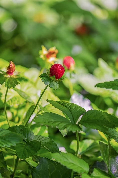 Raspberry Plant Identification に対する画像結果