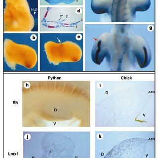 Image result for Pit Fundus Python
