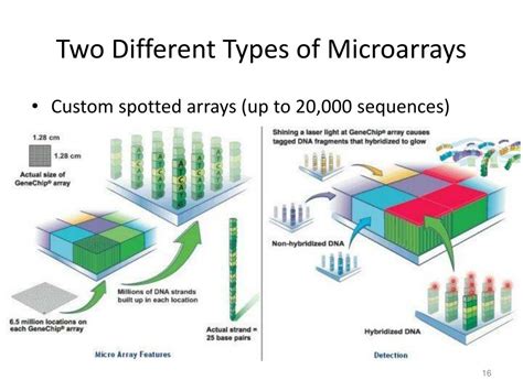 PPT - Gene Expression PowerPoint Presentation, free download - ID:2595230