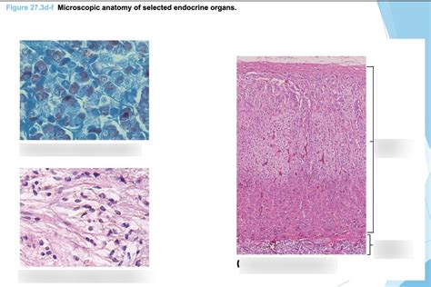Image result for Microscopic Anatomy