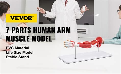 Afbeeldingsresultaten voor Arm Muscle Model