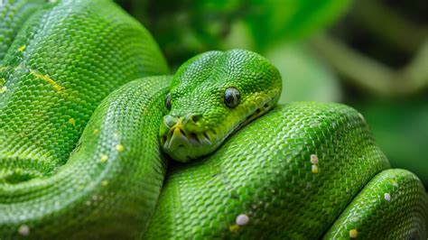 Afbeeldingsresultaten voor Emerald Python
