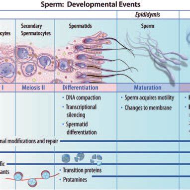 Toradh íomhá ar Maturation Cycle