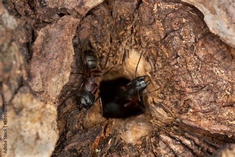 Afbeeldingsresultaten voor Carpenter Ant Holes