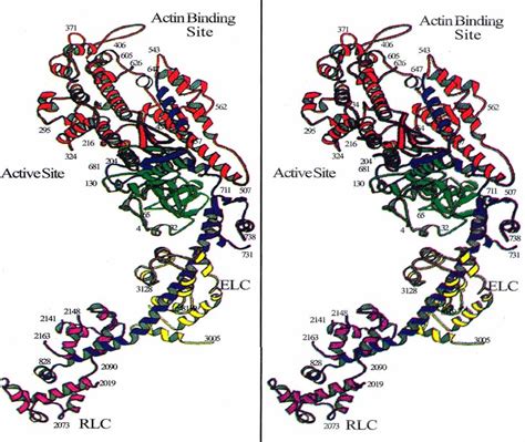 Myosin Structure Diagram に対する画像結果