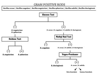 Afbeeldingsresultaten voor Gram-positive Rods Algorithm