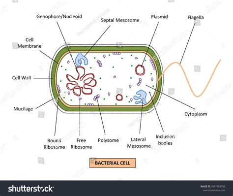 Image result for Microbial Structure