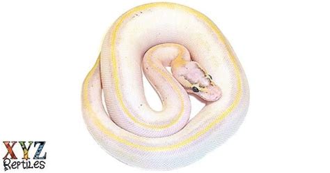Résultat d’images pour Ivory Spider Ball Python