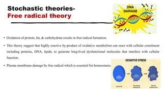 Image result for Stochastic Theory of Aging Diagram