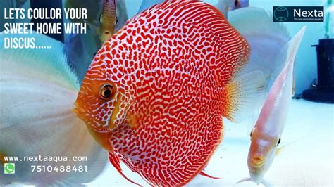 Image result for Discus Fish Care