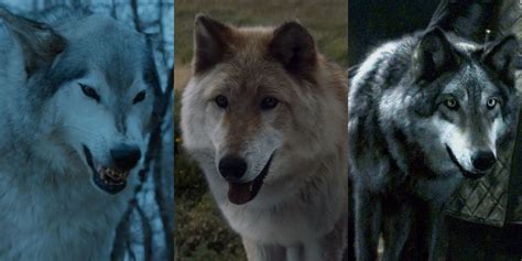 Game of Thrones DireWolves ਲਈ ਪ੍ਰਤੀਬਿੰਬ ਨਤੀਜਾ