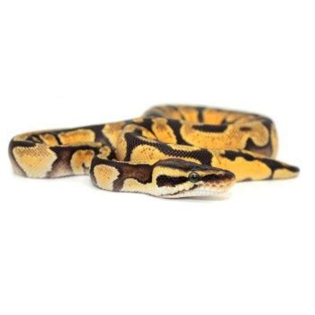 Enchi Royal Python に対する画像結果