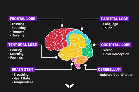 What Part of the Brain Controls Emotions?