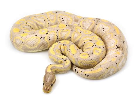 Image result for Ball Python Patel