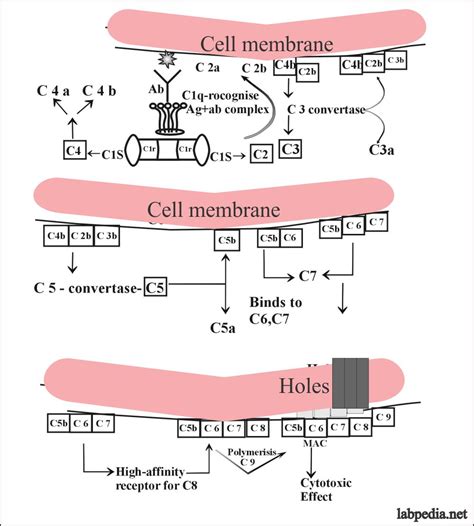 Image result for Cyclin C Complement System
