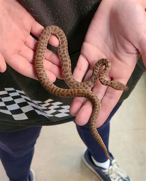 Image result for Adult Children Python