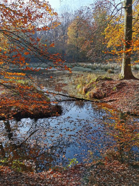 Image result for Leuvenumse Bos