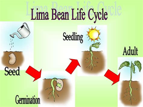 Image result for Spring Bean Life Cycle