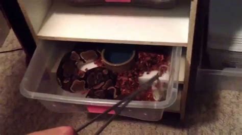 Image result for DIY Snake Rack Ball Python