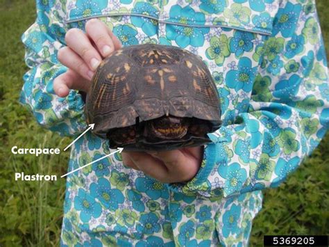 Image result for Box Turtle Bottom Shell