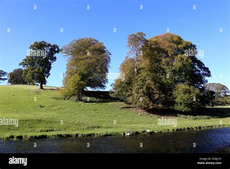 Image result for Trees in a Pasture