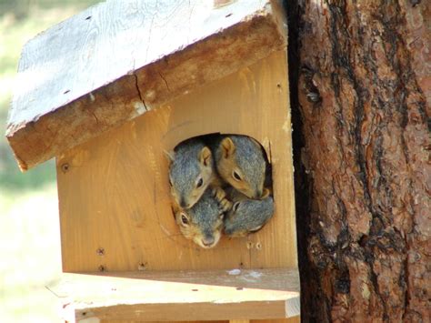 Fox Squirrel Nest Box に対する画像結果