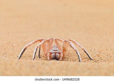 Desert Wheel Spider に対する画像結果