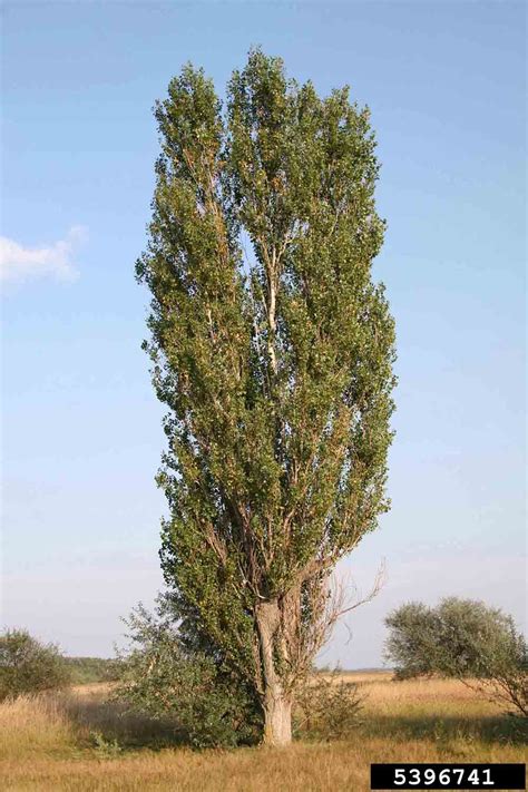 Afbeeldingsresultaten voor Columnar Poplar Tree