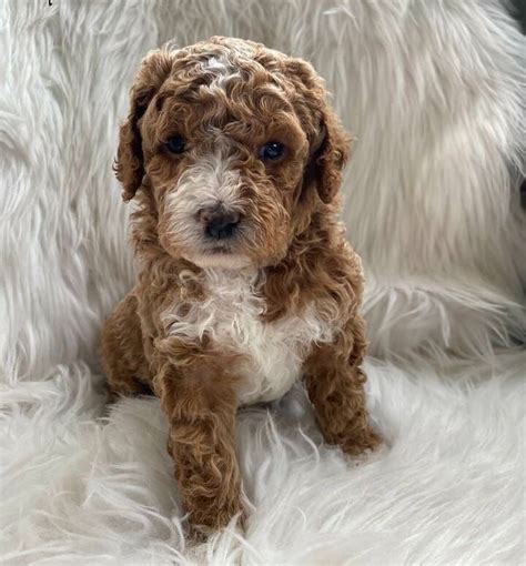 Image result for Cavapoo 8 Weeks Old