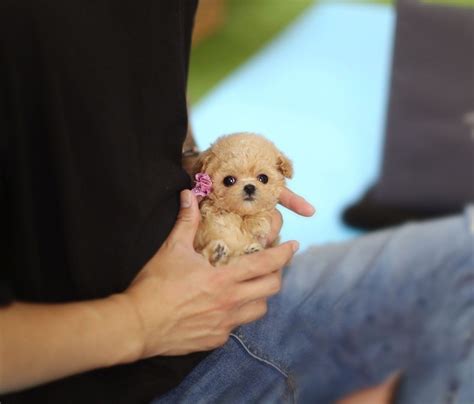 Image result for Micro Toy Poodle