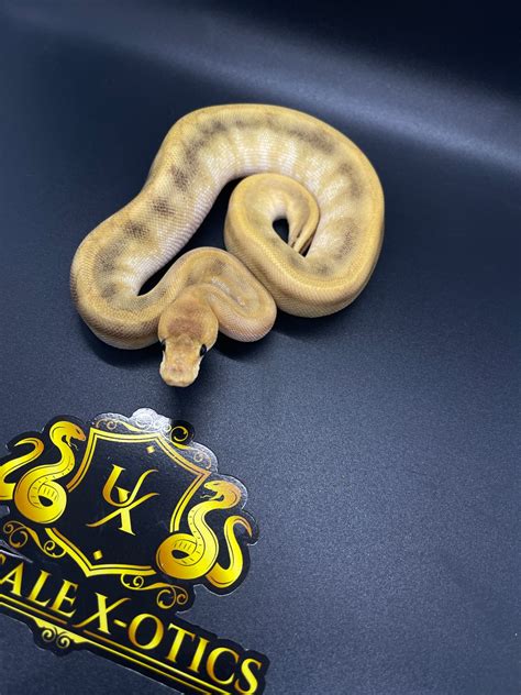 Image result for Axanthic Champagne Ball Python