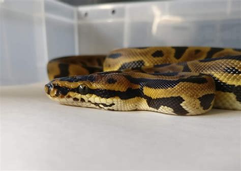Image result for Red Dragon Ball Python