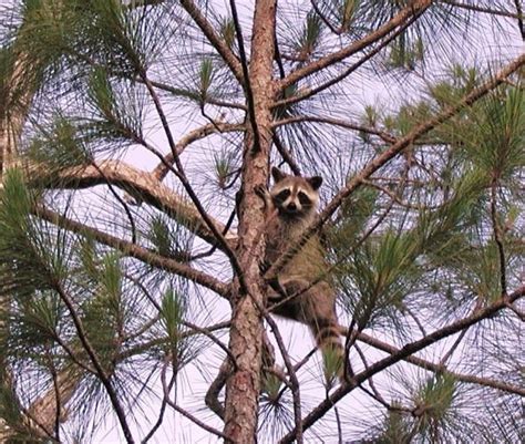 Image result for Raccoon Scats Identification Chart