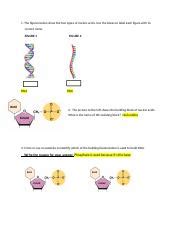 Afbeeldingsresultaten voor Nucleic Acids Homework