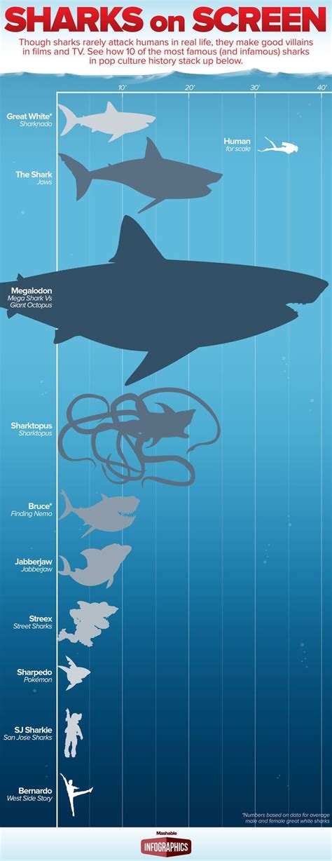 Image result for Different Size Sharks