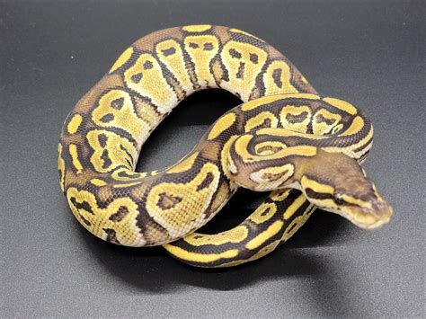 Toradh íomhá ar Bongo Ball Python