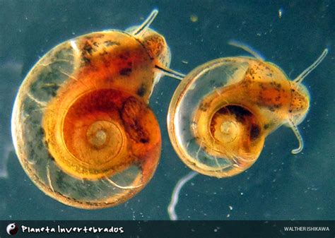 Planorbidae に対する画像結果