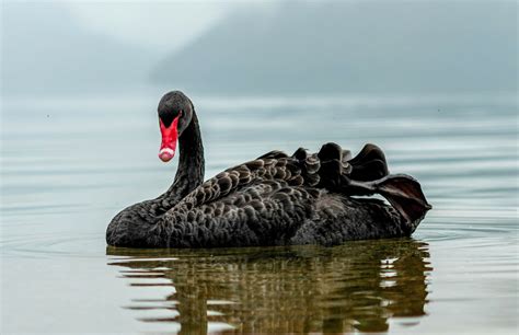 Image result for Swan Graphic