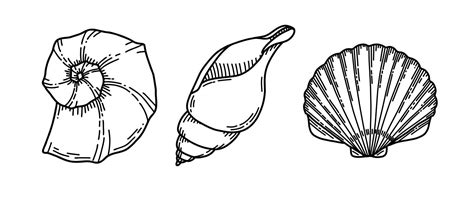 Afbeeldingsresultaten voor Clam Shell Drawing