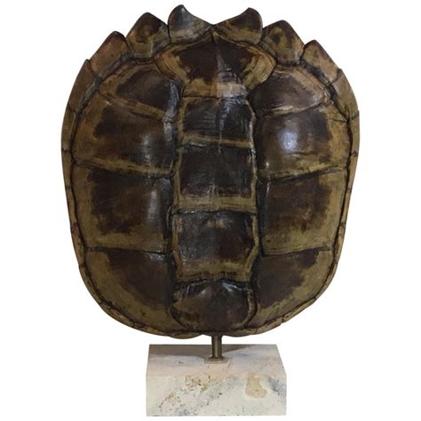 Résultat d’images pour Very Old Snapping Turtle Shell