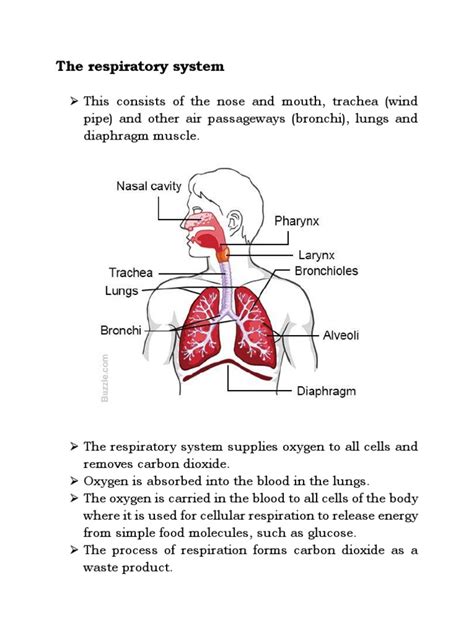 Afbeeldingsresultaten voor Respiratory System Notes PDF