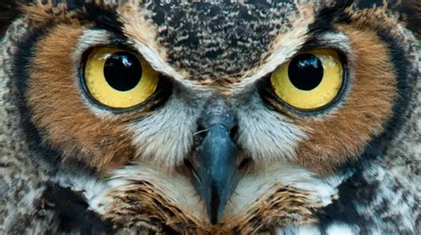 Image result for Animal Community Icon