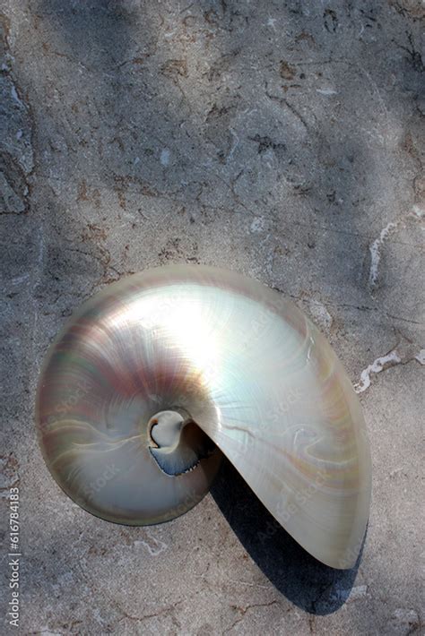 Image result for Nautilus Shell Geometry