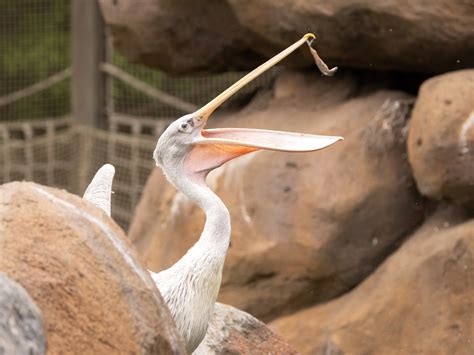 Image result for Continuous Sampling Zoo Monitor