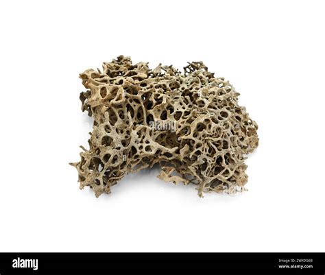 Image result for Ant Attack Termite Nest