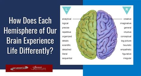 Image result for brain hemisphere differences