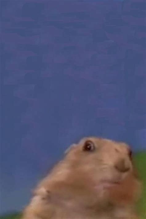 Image result for Prairie Dog Loading Meme